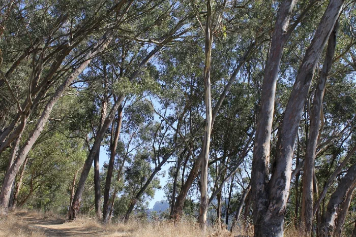 Eucalyptus grove